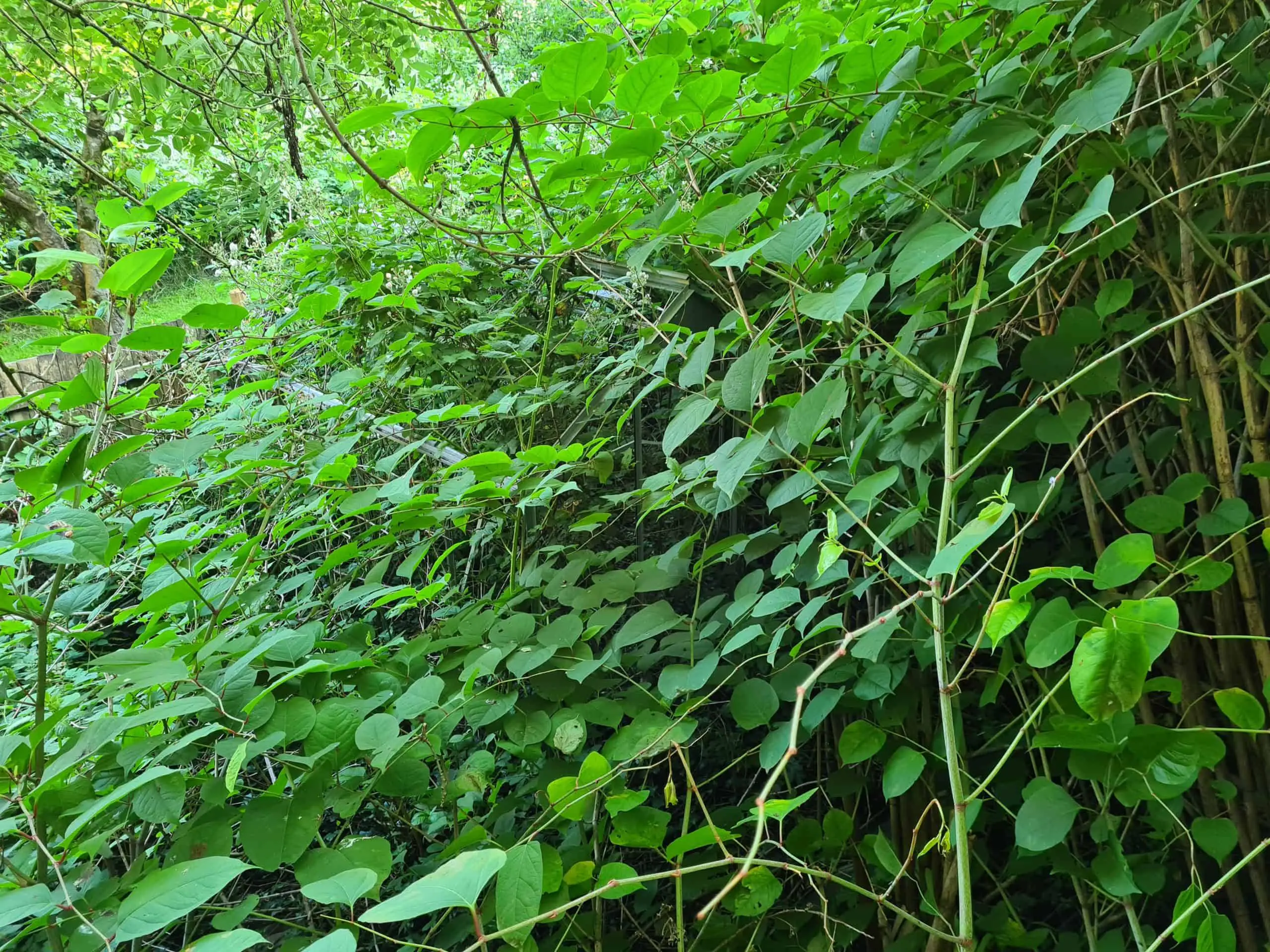 Aim to get rid of Japanese Knotweed before it spreads and becomes a larger problem on your property and potentially that of your neighbour