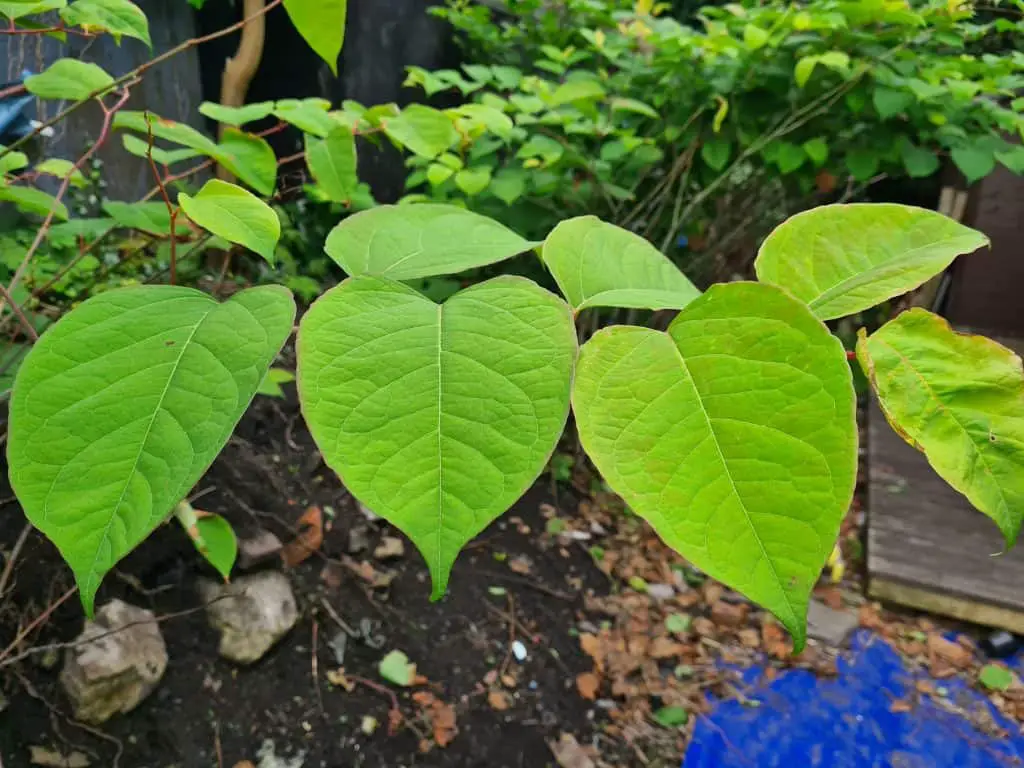Japanese knotweed removal undertaken professionally will be the only way to get real results.