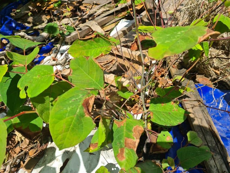 How Long Does It Take To Get Rid Of Japanese Knotweed?