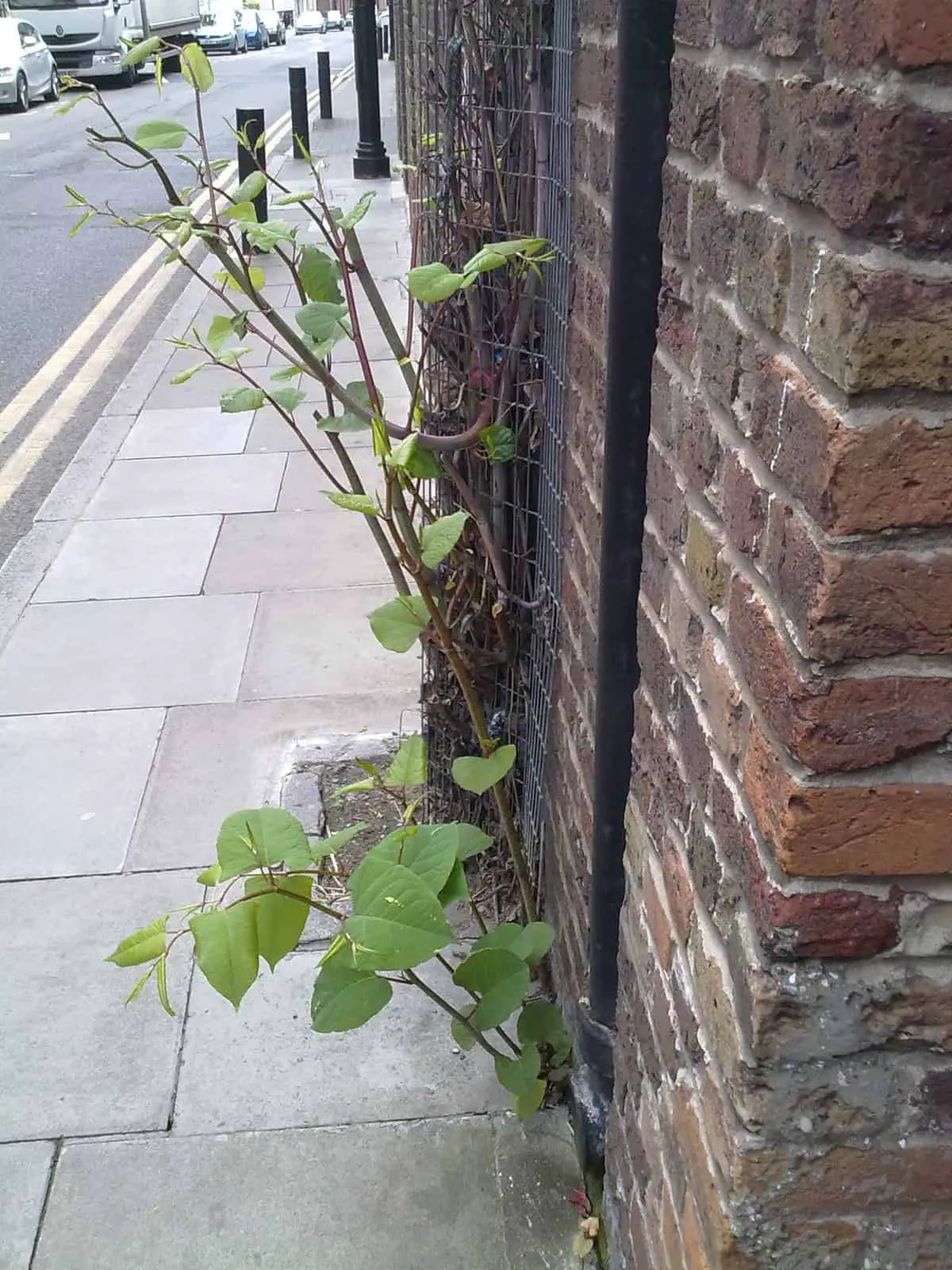 Walls and boundaries are susceptible to Japanese knotweed damage to buildings too