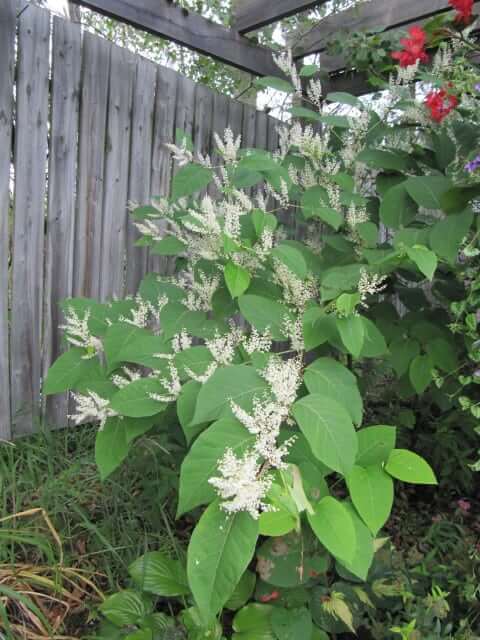 Best Methods To Get Rid Of Japanese Knotweed on Your Property?