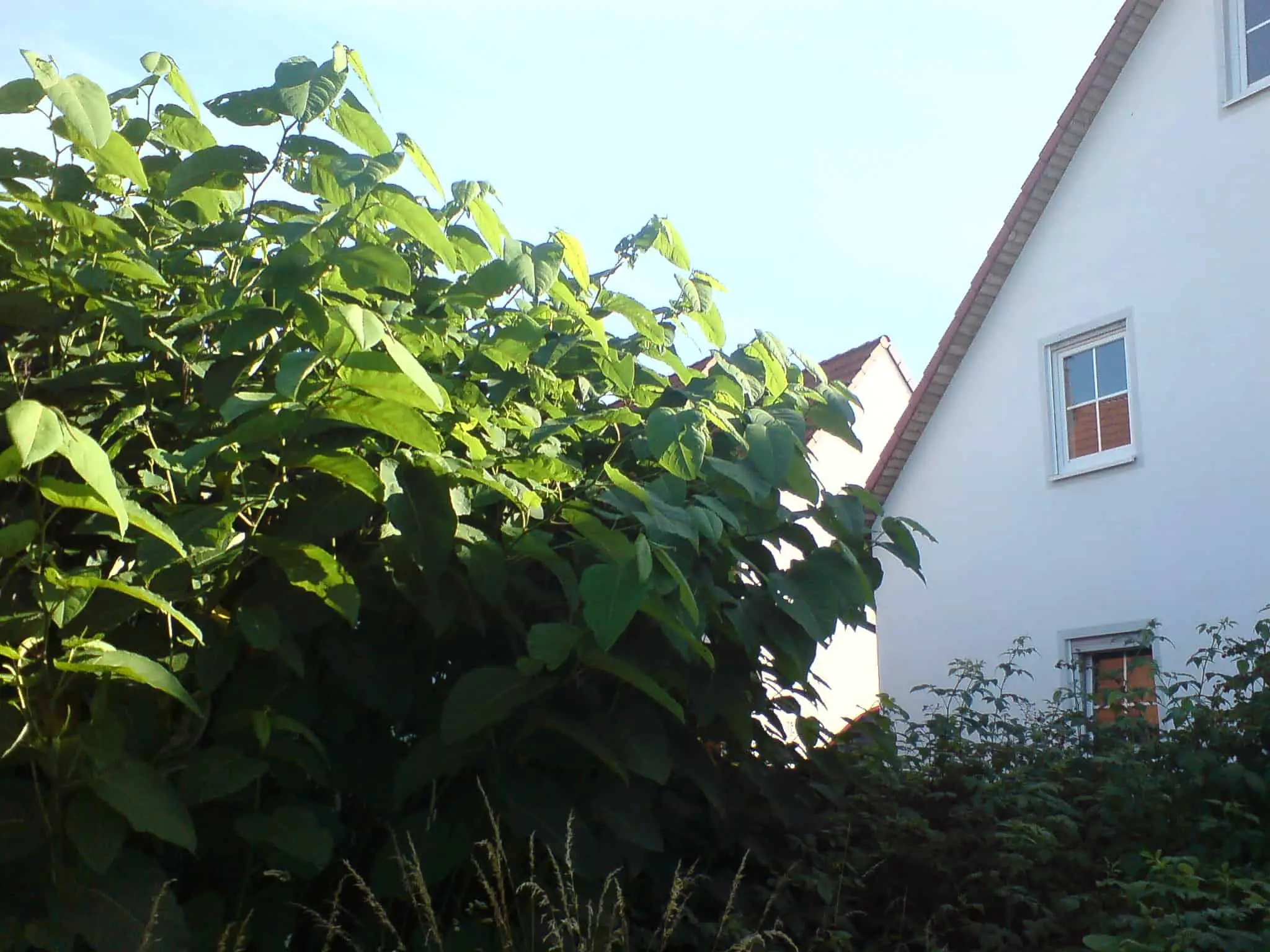 Buying a house with Japanese knotweed encroaching it can lead to huge problems if not dealt with sooner rather than later