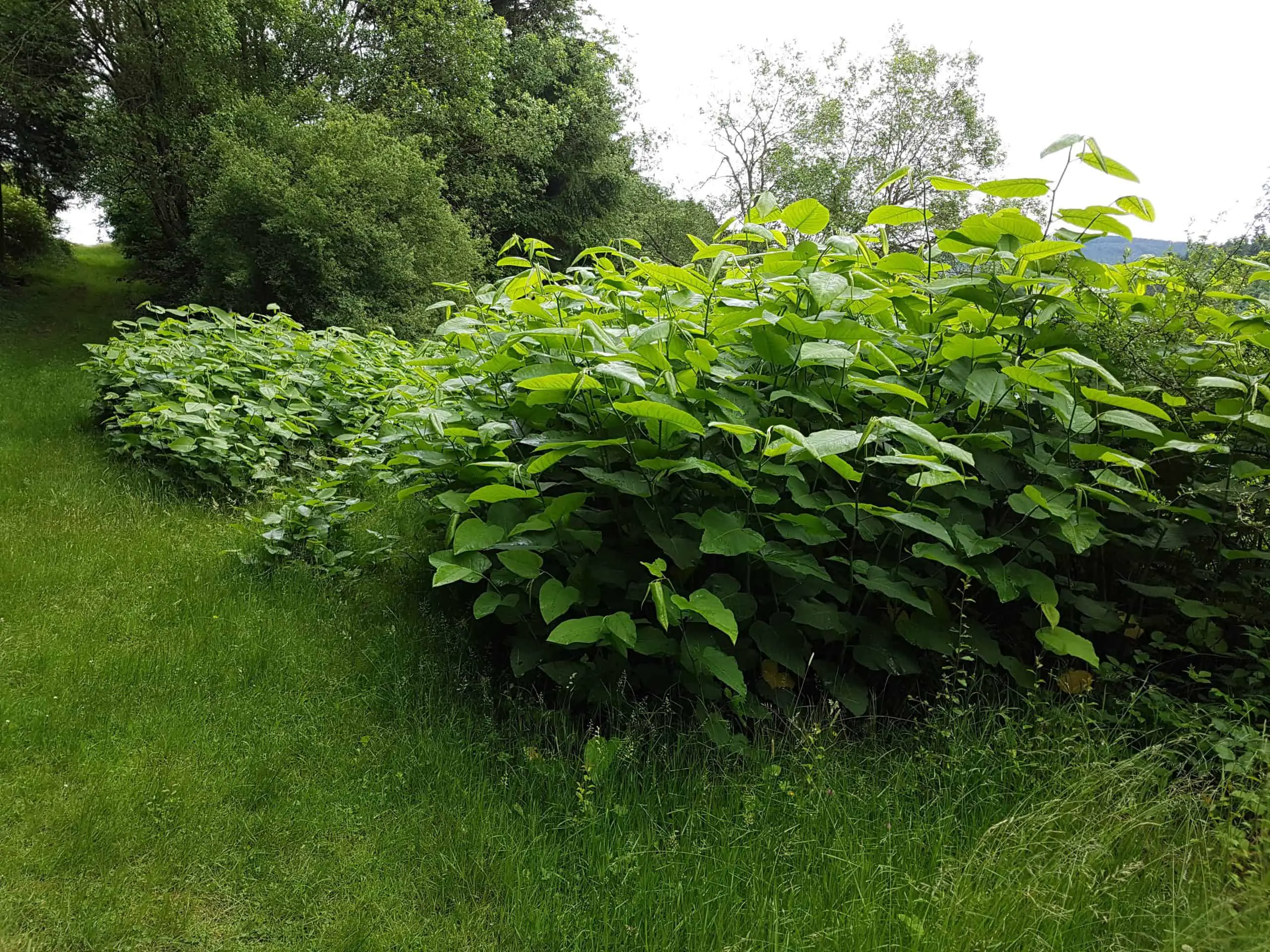 It is almost impossible to stop the spread of Japanese knotweed once it is on your property without a proper treatment plan