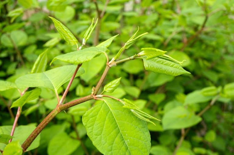 The Complete Guide to Japanese Knotweed Identification