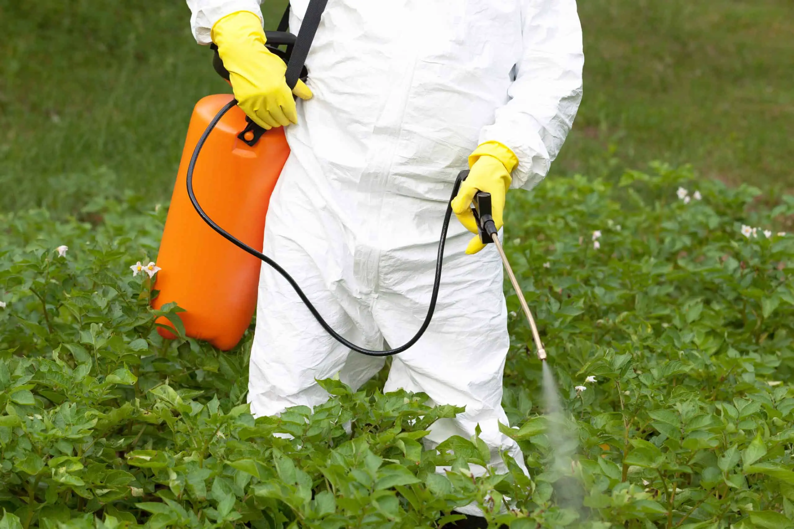 Japanese knotweed treatment via spraying glysophate chemicals scaled