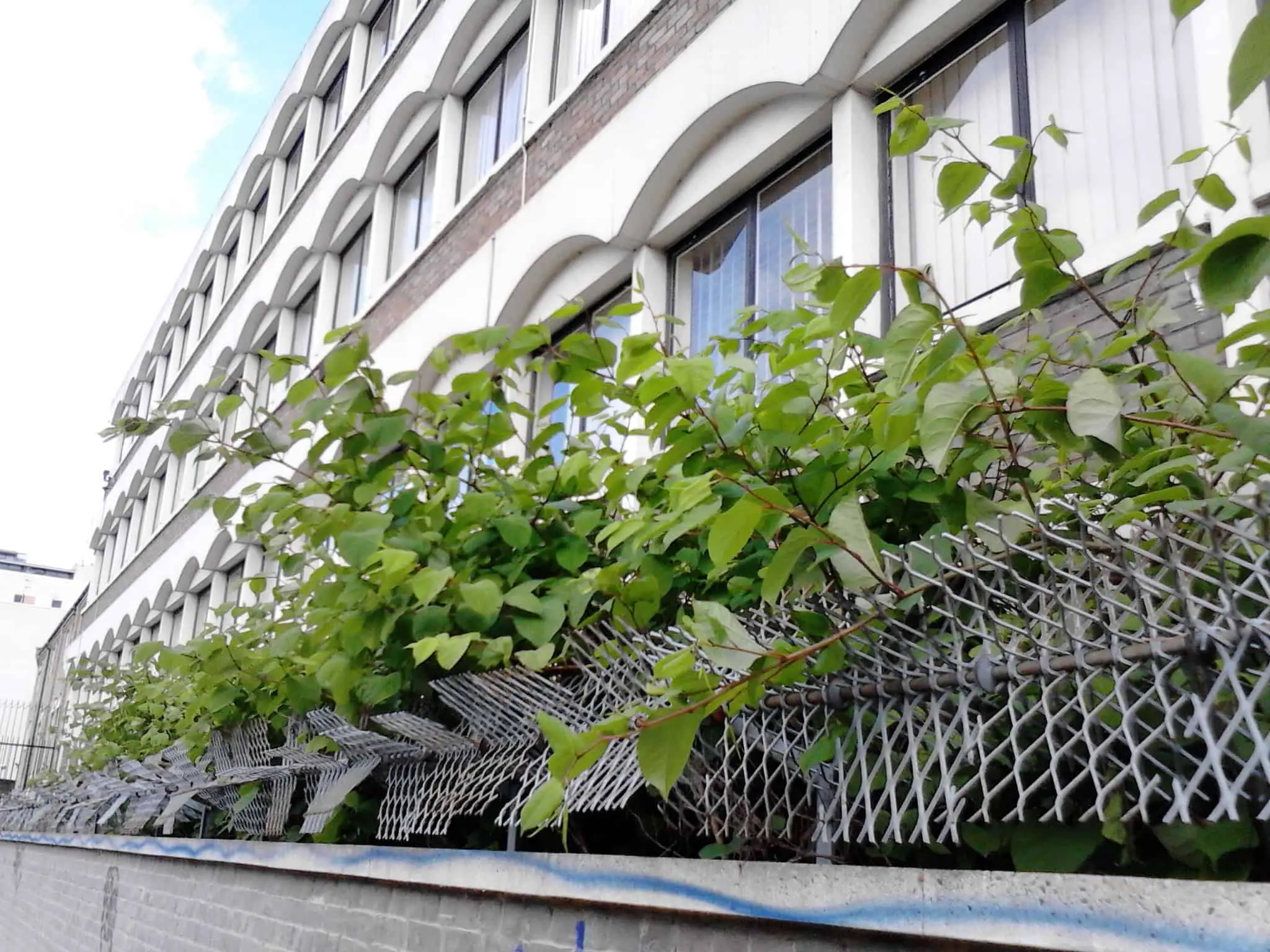 Left unchecked any building looks run down and neglected when Japanese knotweed takes over