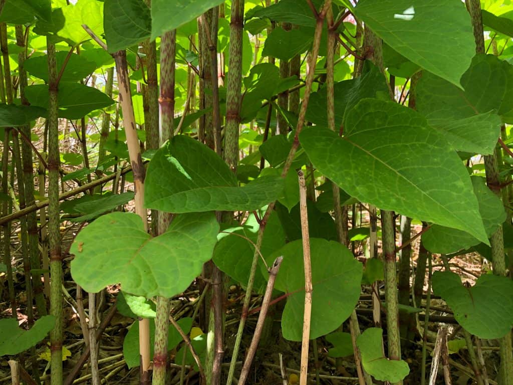 Permanent Japanese knotweed removal via cut and dispel method