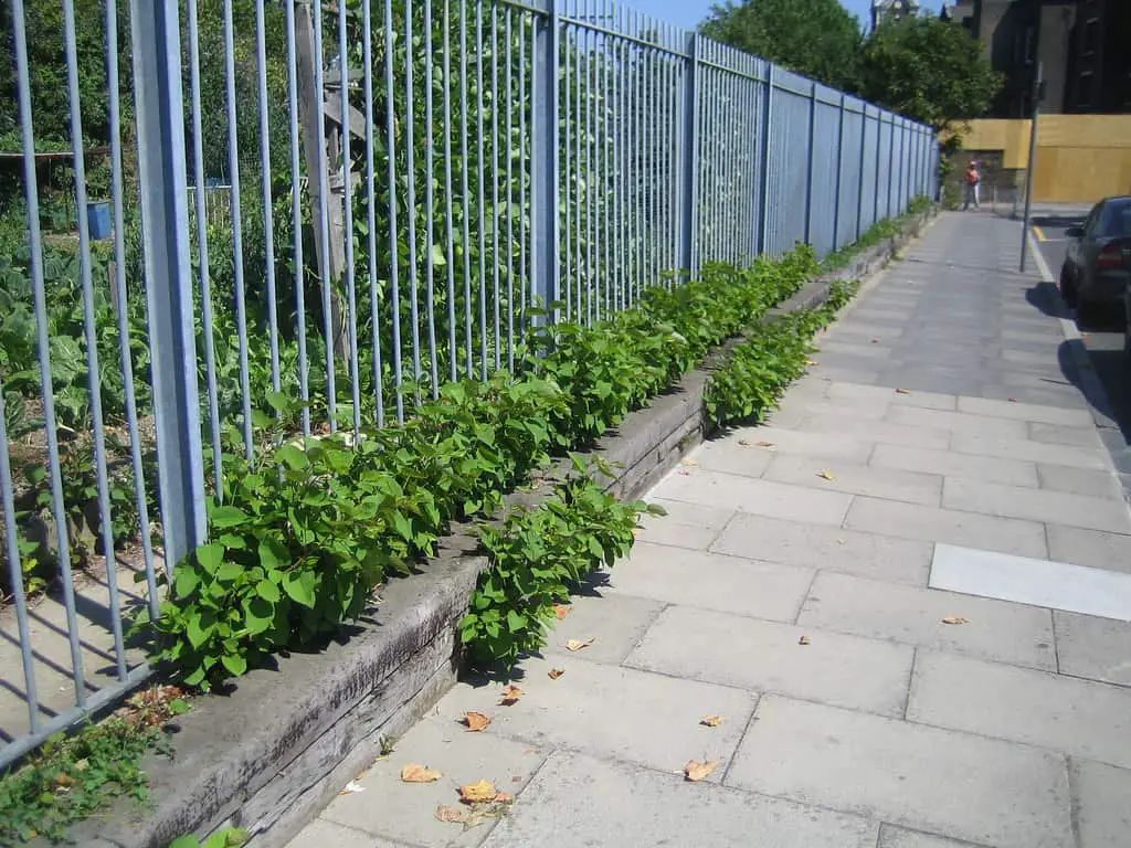 The spread of Japanese knotweed will spread beyond your property and cause legal issues