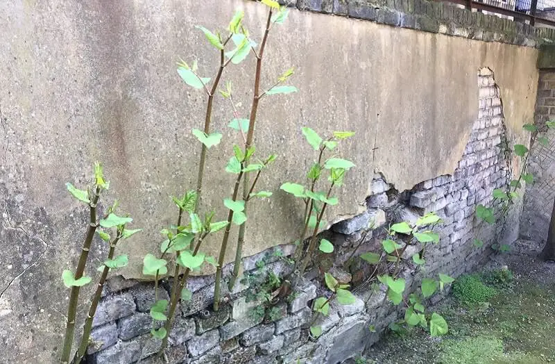 Japanese knotweed damage buildings internally and externally as soon as it has an opportunity