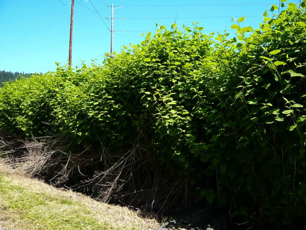 Learn how to permanently get rid of Japanese knotweed before it spreads uncontrollably