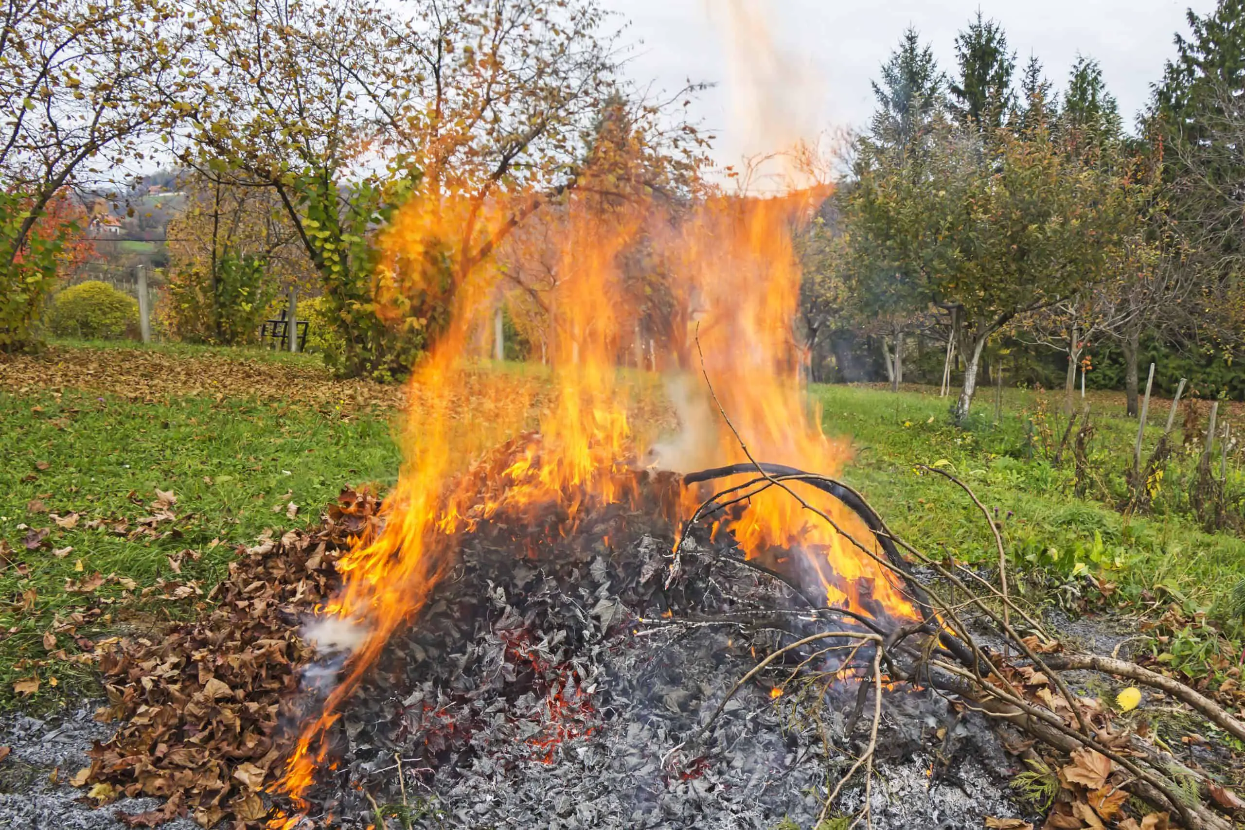 Control Japanese knotweed in the short term by burning it