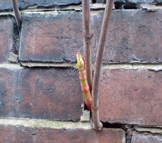 knotweed through a wall