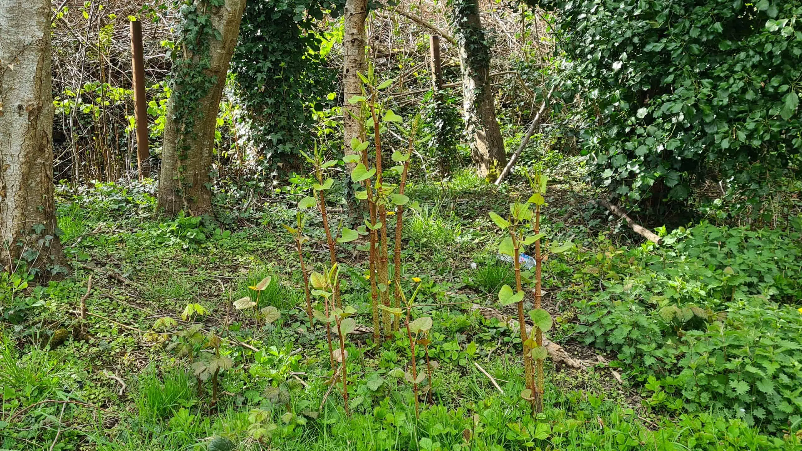 Understanding the relationship between Japanese Knotweed and the law