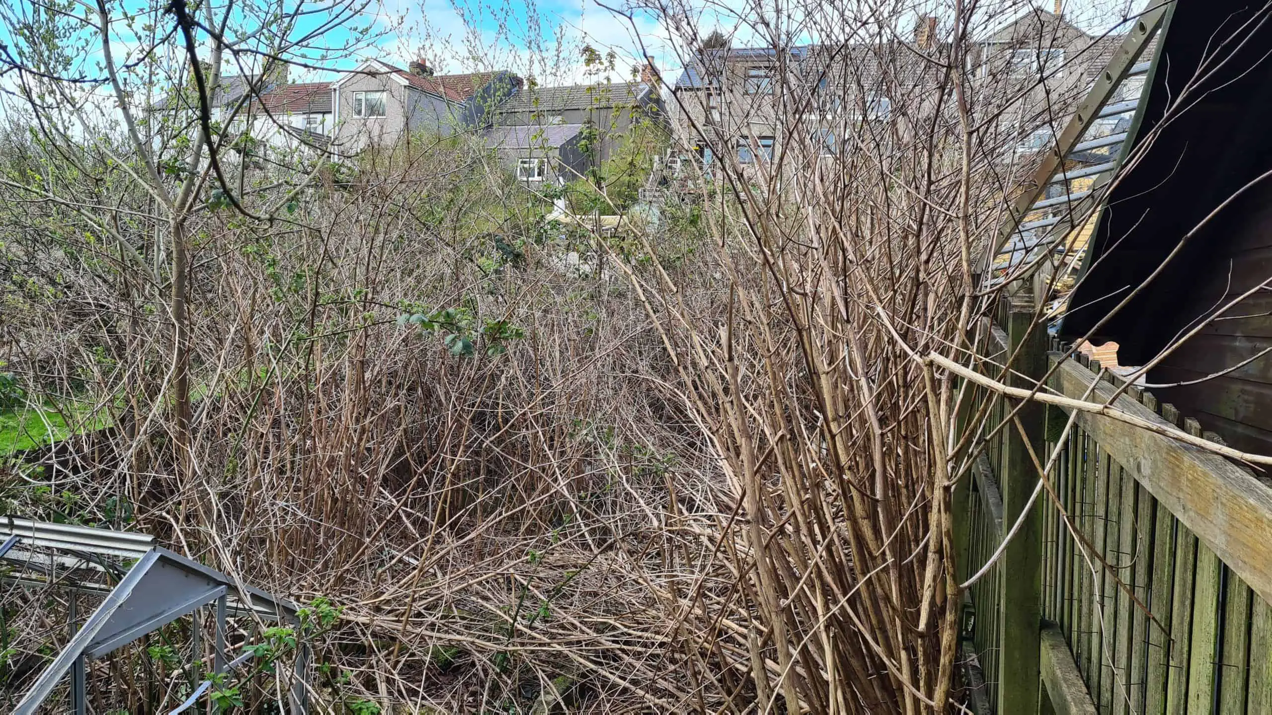 Japanese Knotweed Removal by Home Insurance is one of the biggest concerns