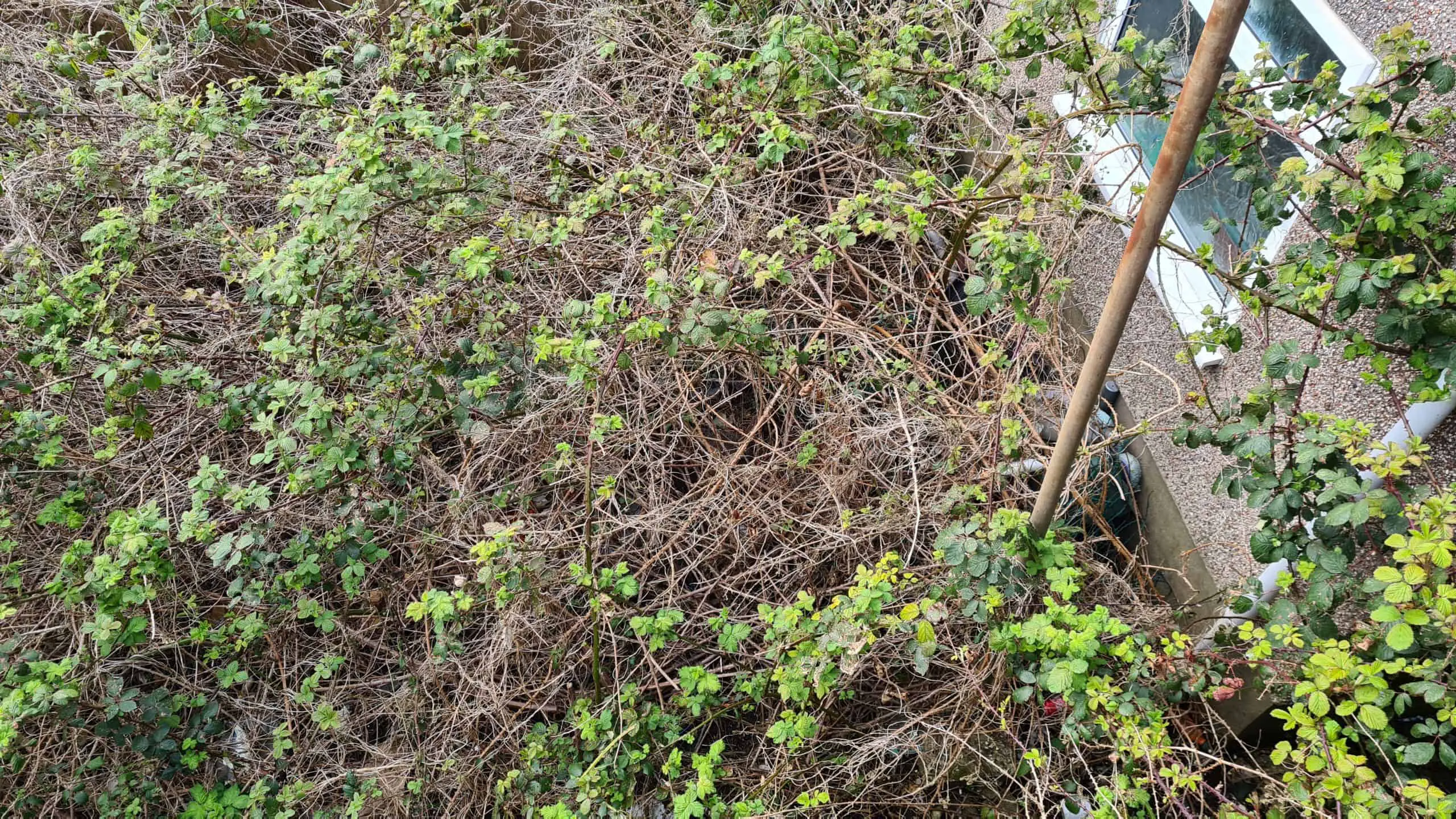 Tackle Japanese Knotweed and the law will be less of an issue in the future