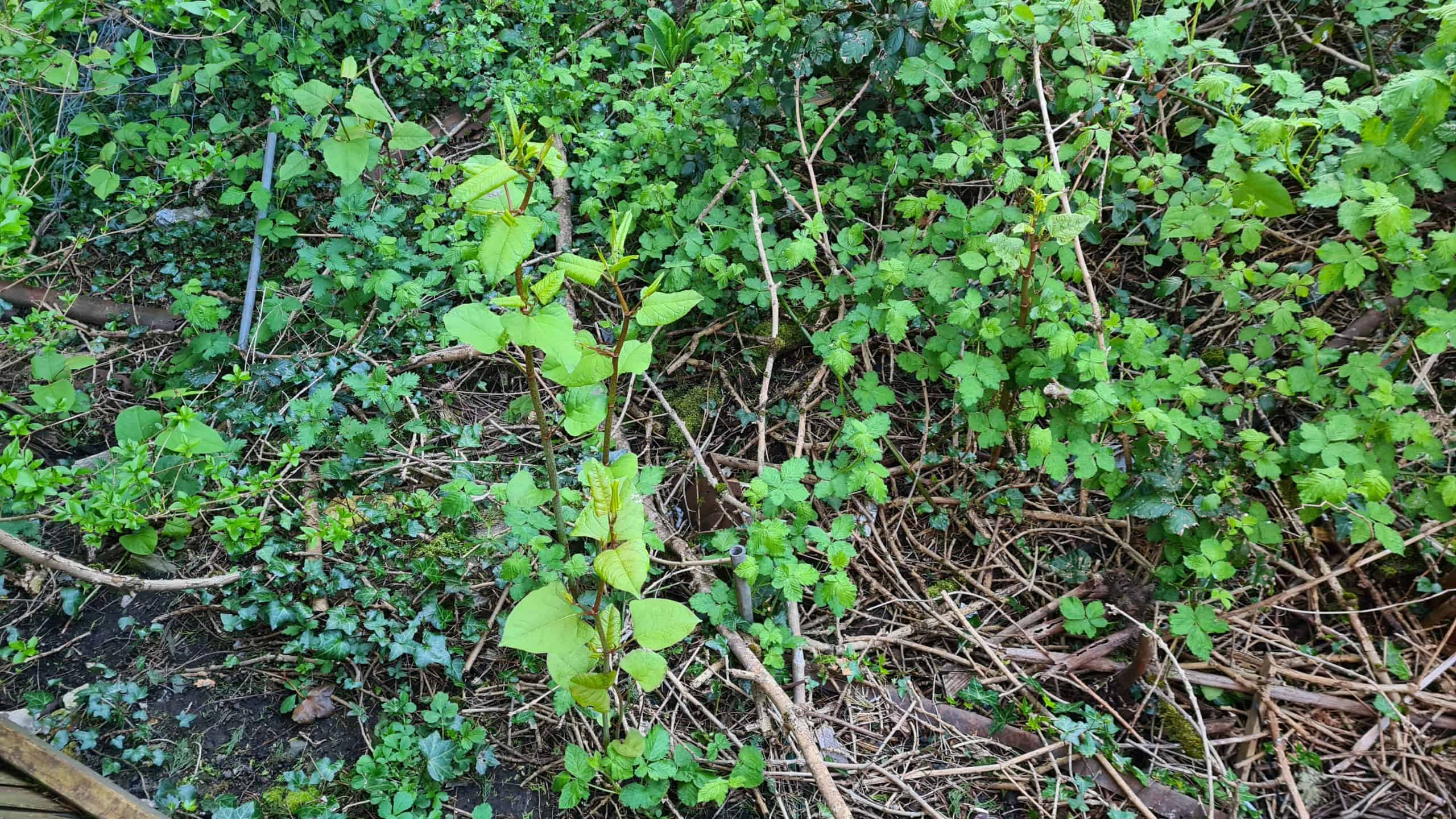 If your neighbour has Japanese Knotweed on their property you need to know whether this is going to impact your property and its value.