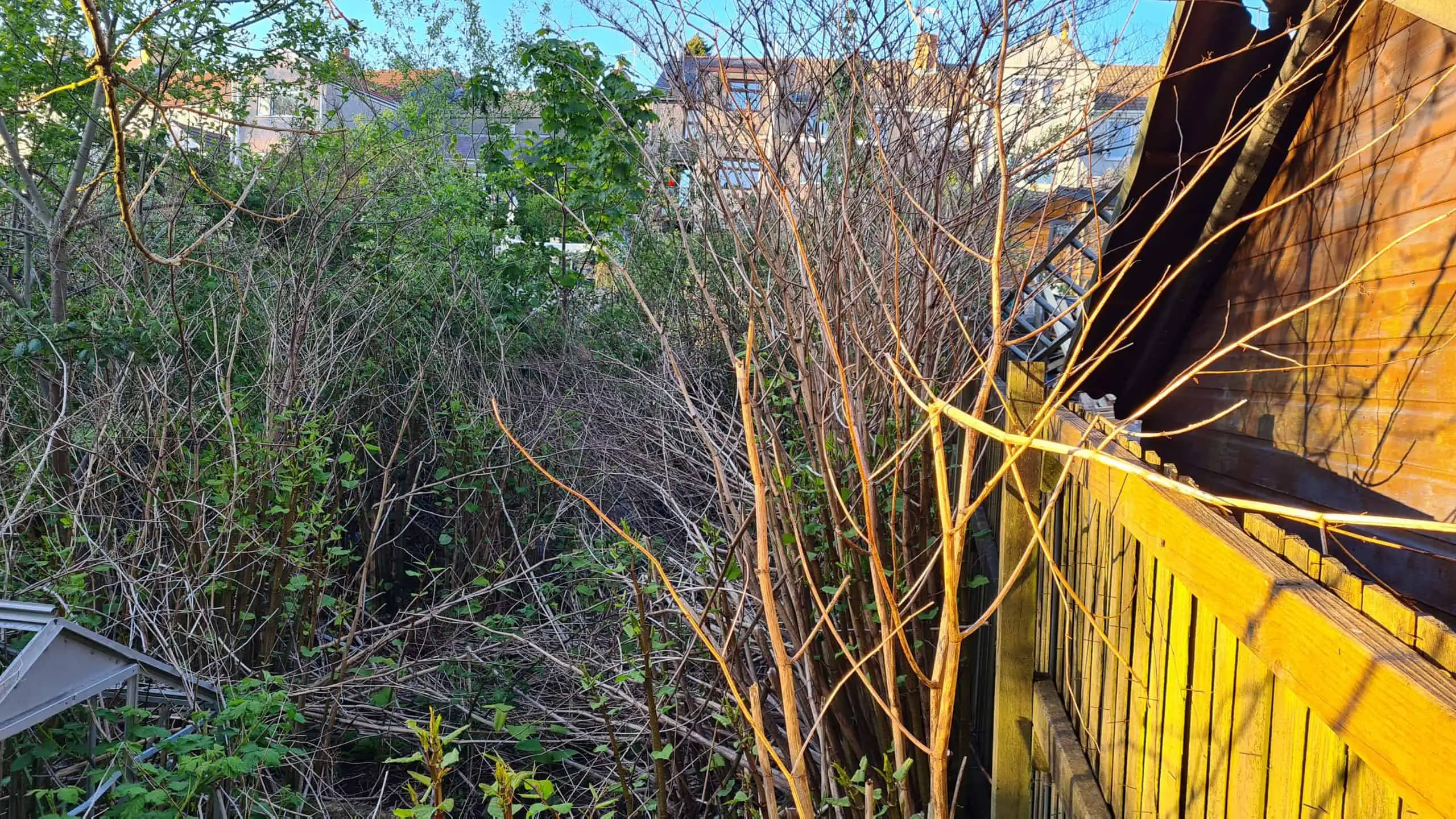 Should i buy a house with Japanese knotweed