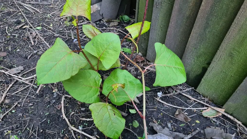 What to Do When a Japanese Knotweed House Survey Shows It on My Property?