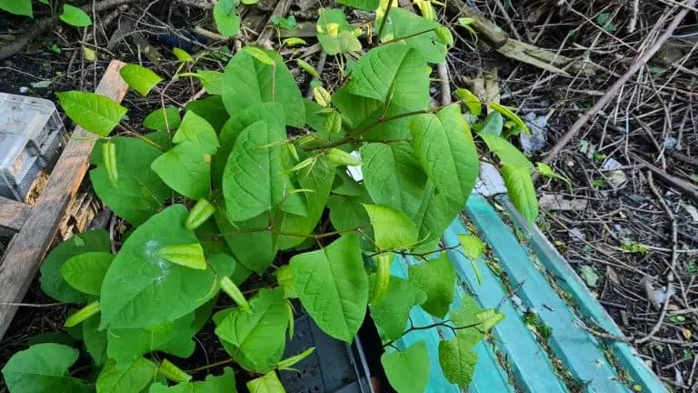 What to Do When a Japanese Knotweed House Survey Shows It on My Property?