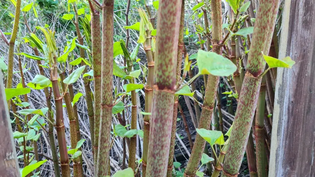 If your neighbour has Japanese knotweed infestation then that can impact your property's value