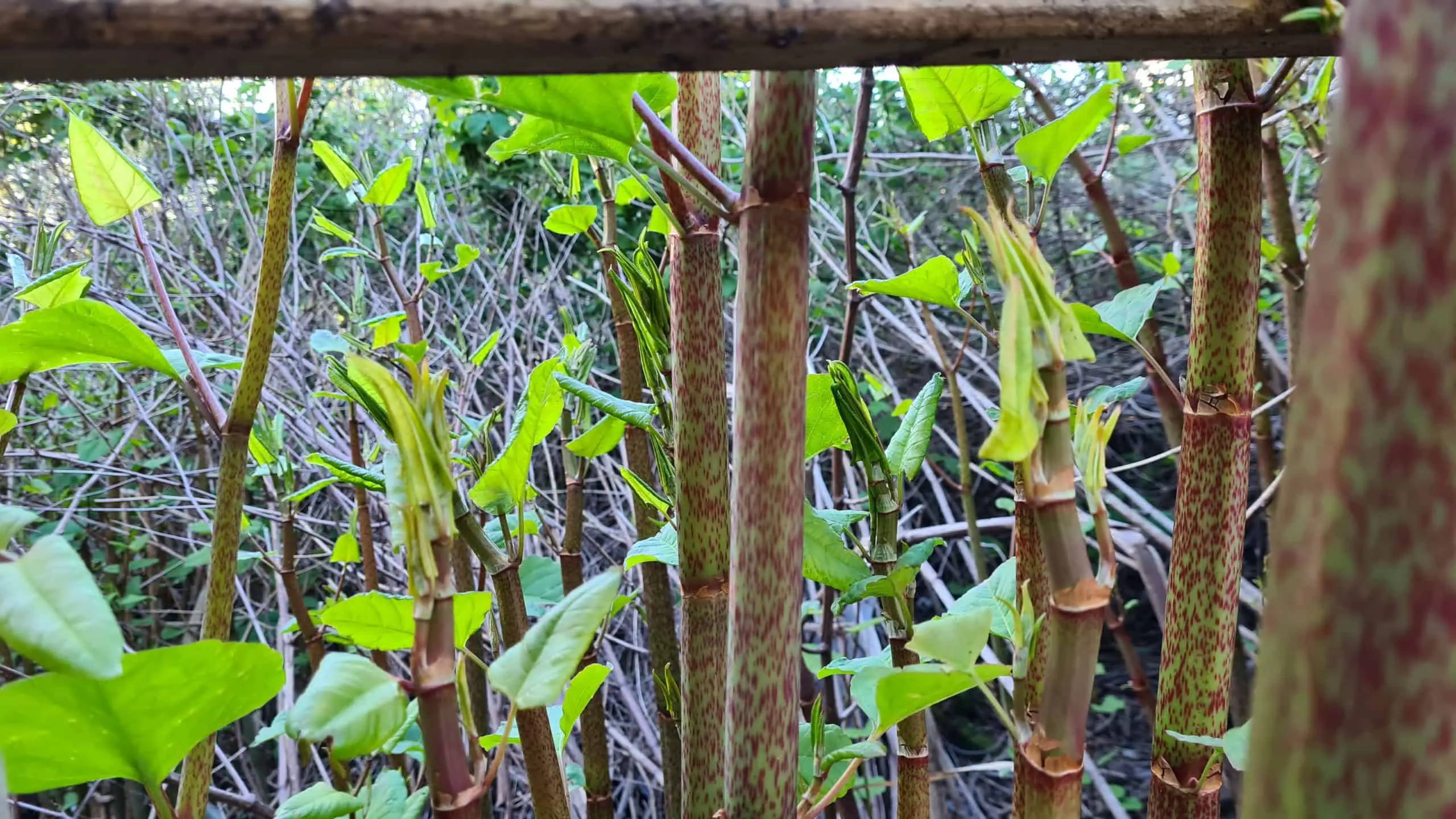 Need a Japanese Knotweed House Survey to know how to tackle this invasive problem?