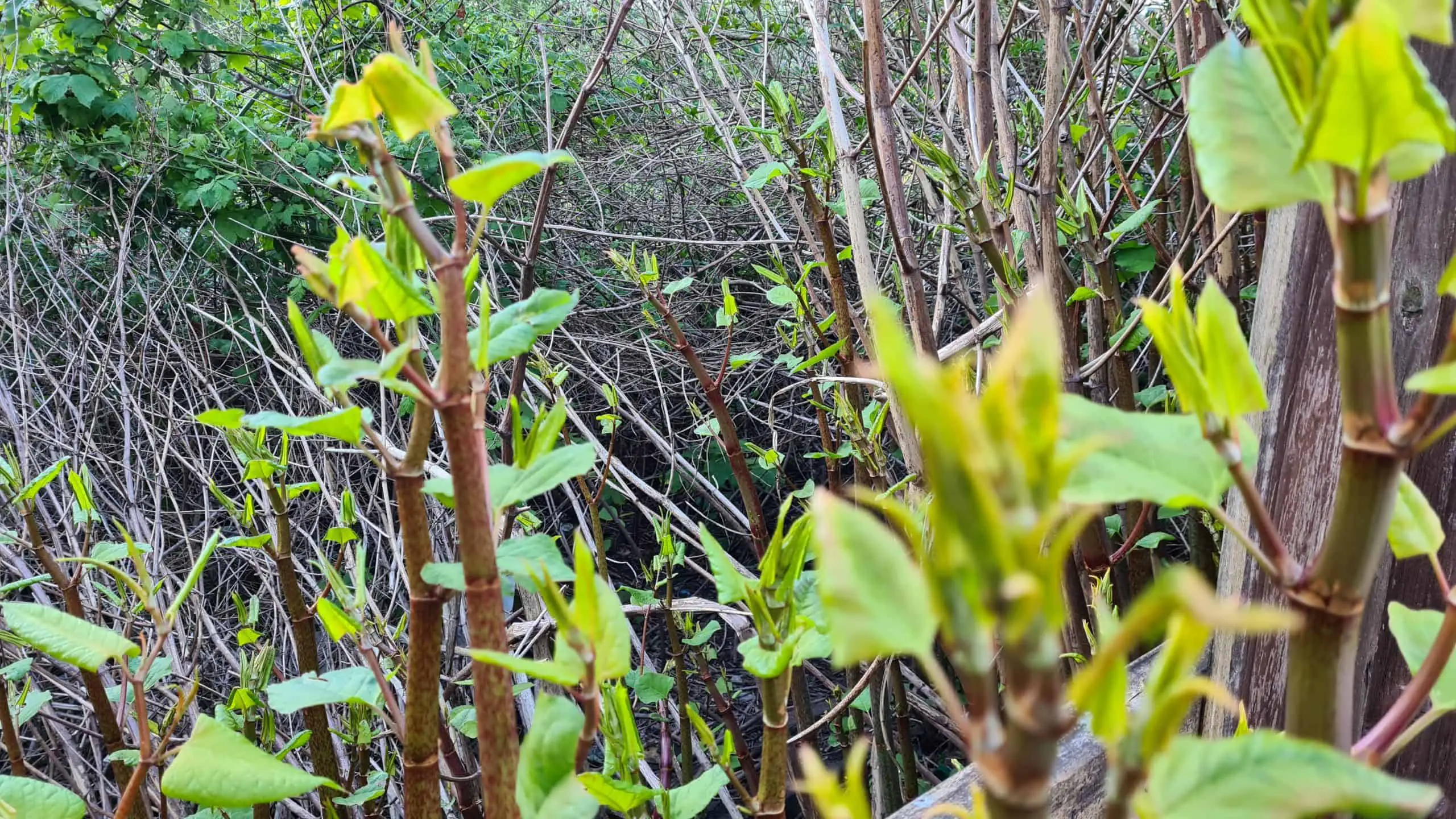 If your neighbour has Japanese knotweed infestation then that can impact your property and cause legal issues
