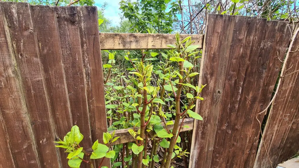 If there's a gap, Japanese knotweed will find its way through to another property