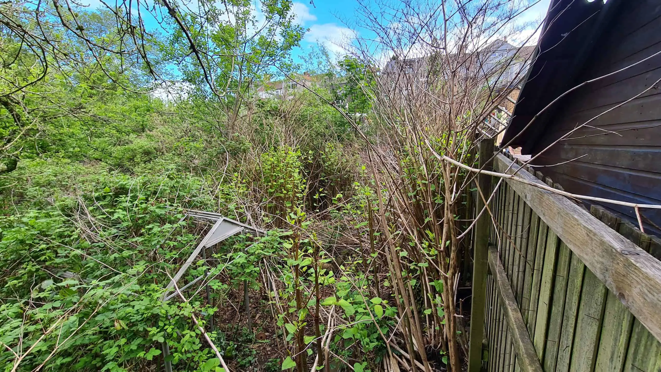 Buying or selling a property with Japanese knotweed on it can be a legal nightmare waiting to happen