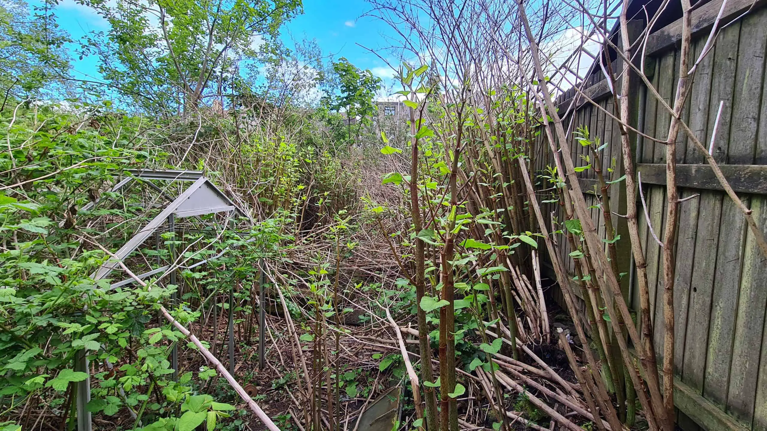 When confronted by a property such as this, clearly a surveyor would perform a Japanese knotweed survey to suggest a treatment plan