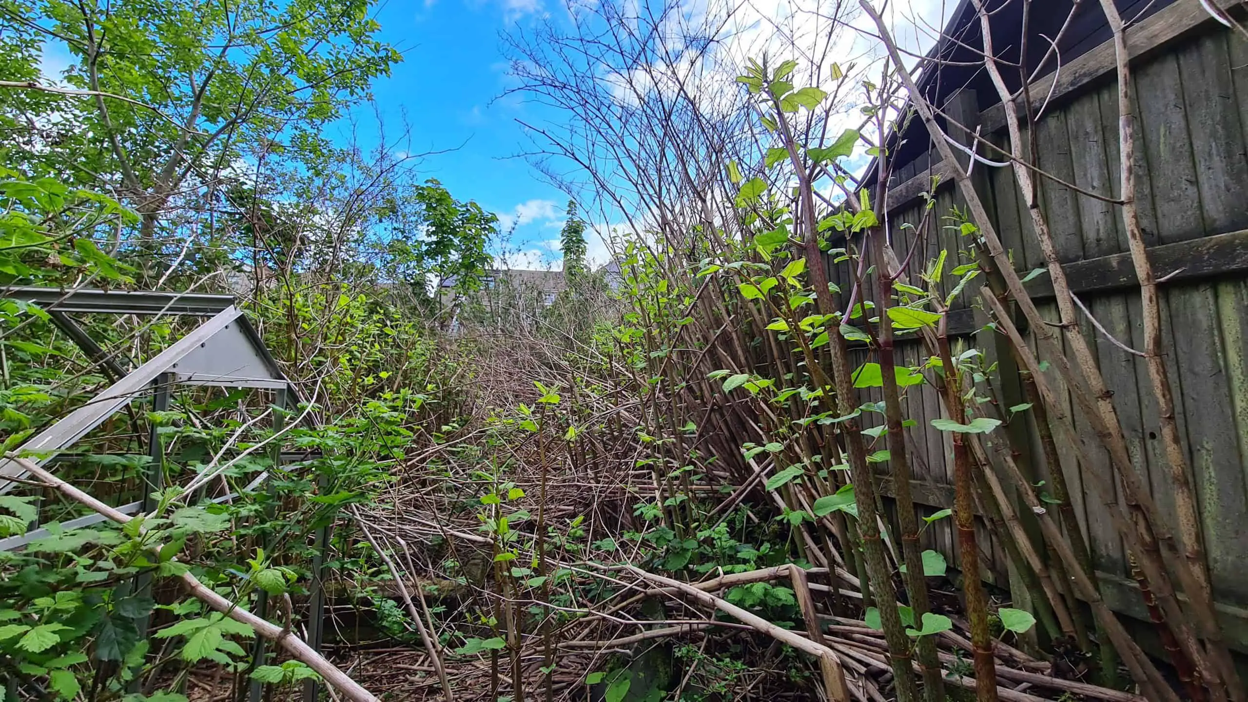 Become familiar with Japanese Knotweed UK law and how it will affect you if you have Japanese knotweed on your property