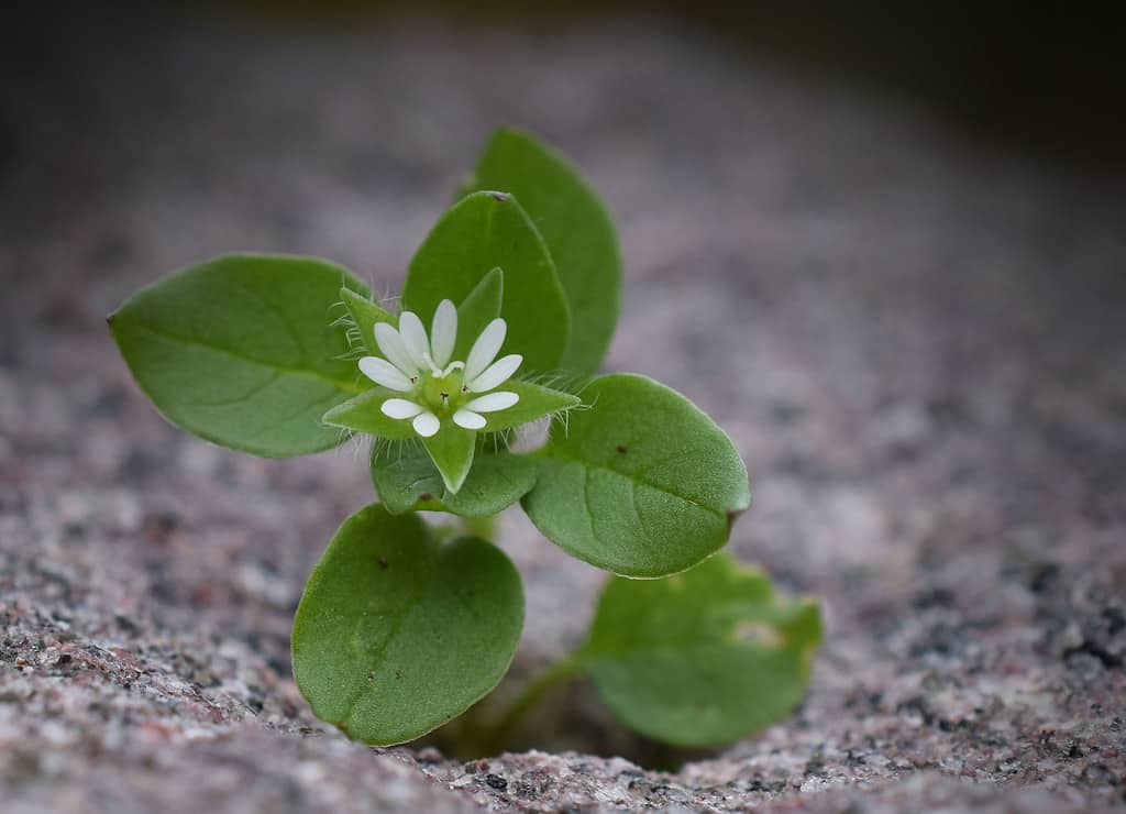 Chickweed green leaves