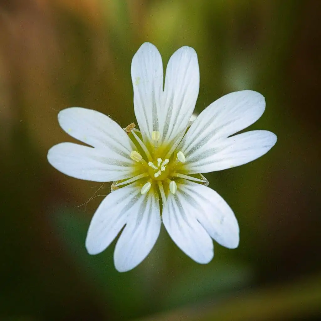 Chickweed flower its five lobed petals