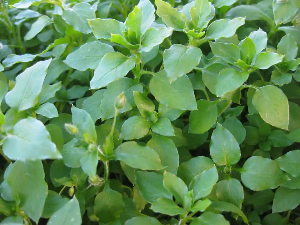 Chickweed grows over a large area and covers densely too