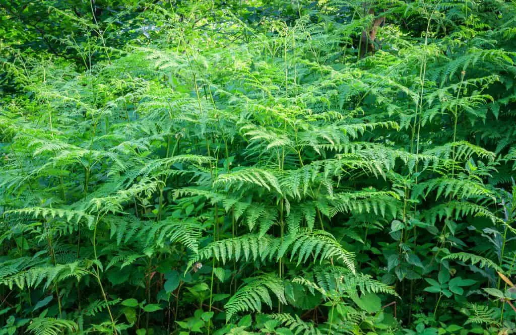 Bracken fern growth during summer