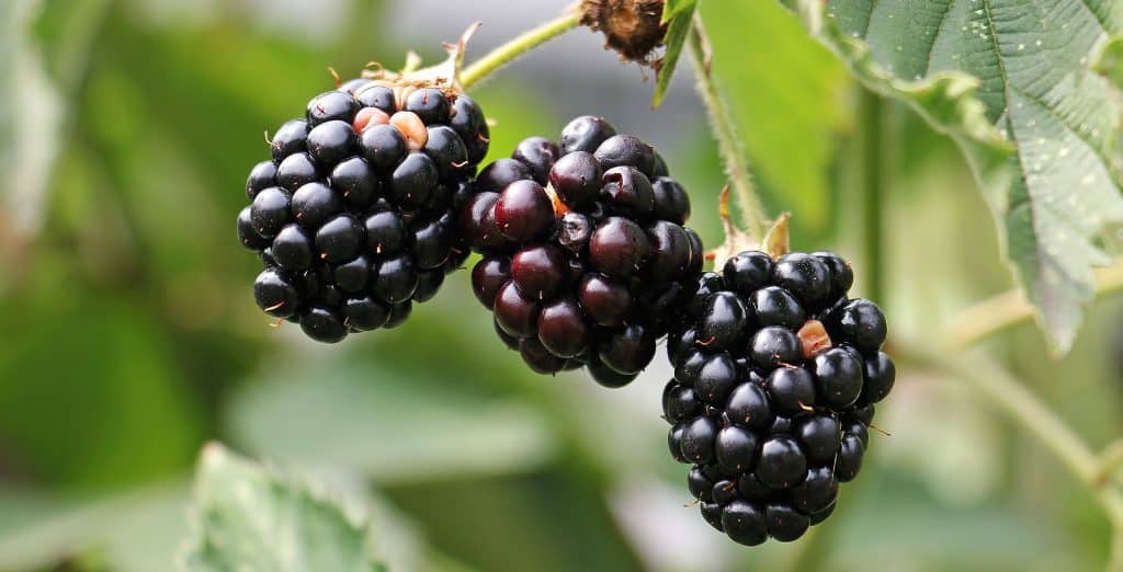 Bramble blackberries which can be eaten and contain the seed to respawn