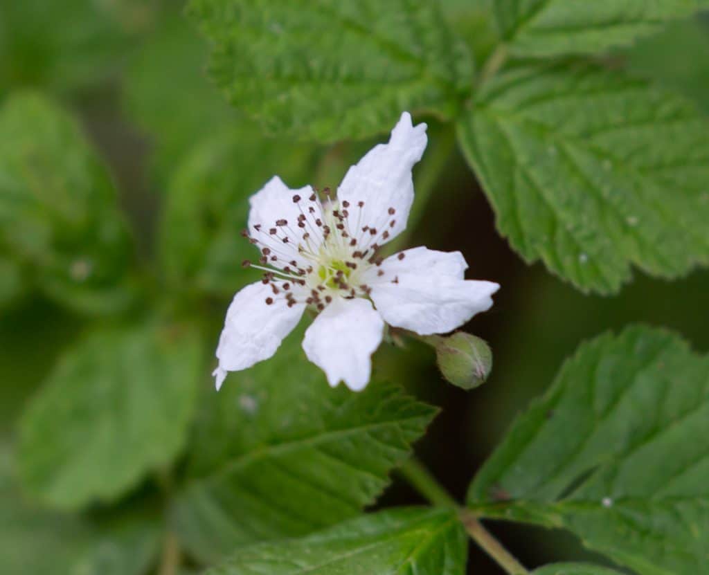 Bramble flowers open up in late spring