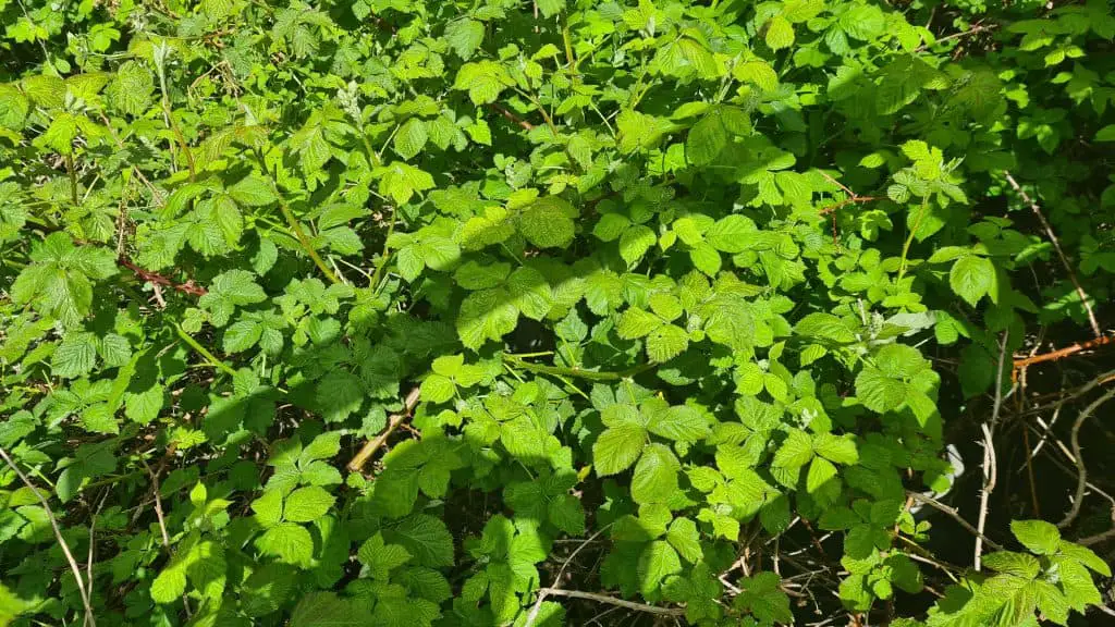 Bramble leaves in late spring and in full bloom