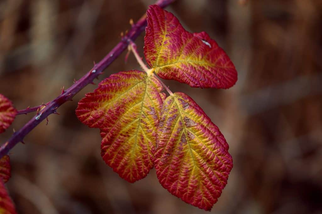 Bramble leaves turn red and yellow in autumn