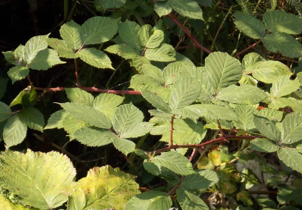 Brambles - an ultimate in-depth guide to this weed