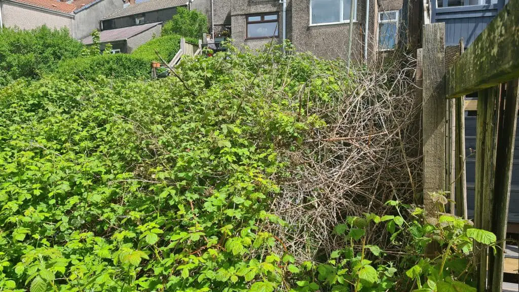 Brambles consuming a garden and making it impossible for any other planting