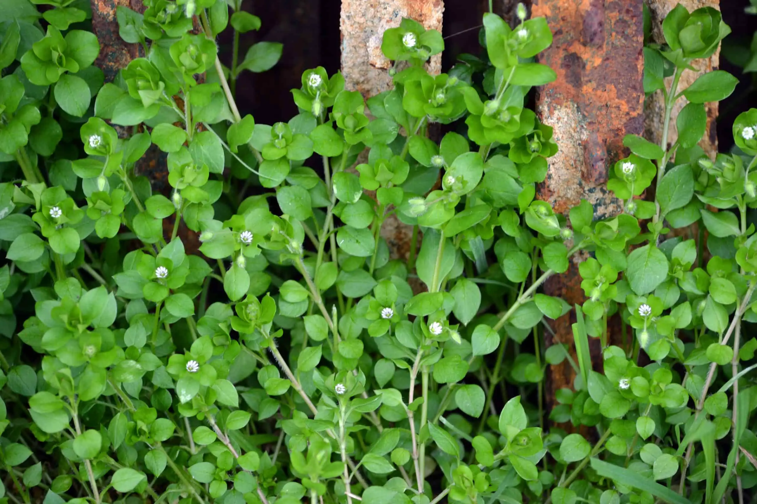 Chickweed - an ultimate in-depth guide to this weed