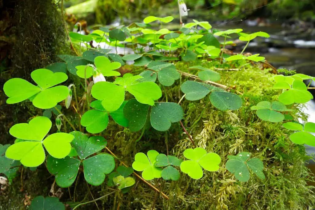Clover - an ultimate in-depth guide to this weed