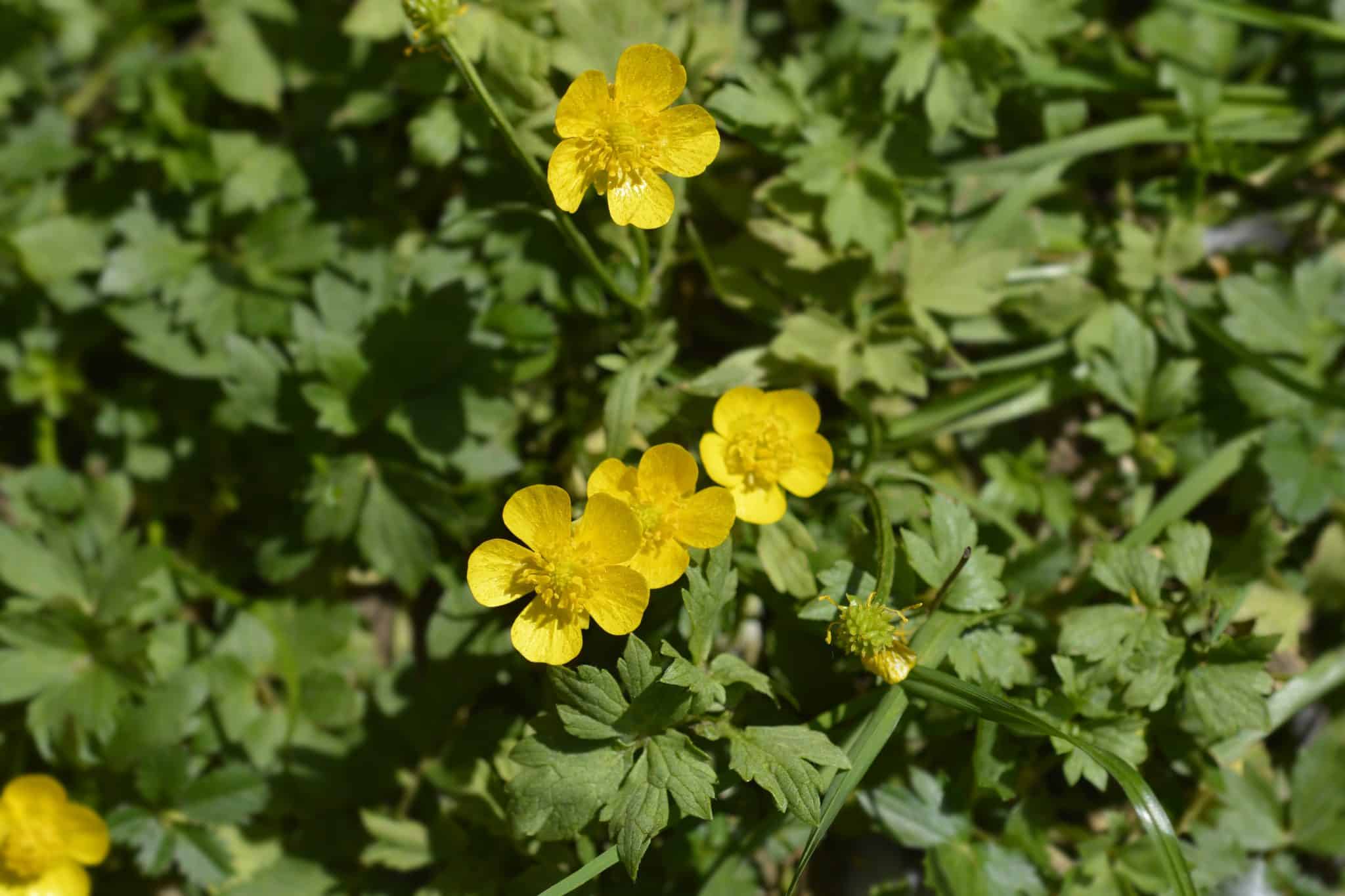 control of creeping buttercup in grassland