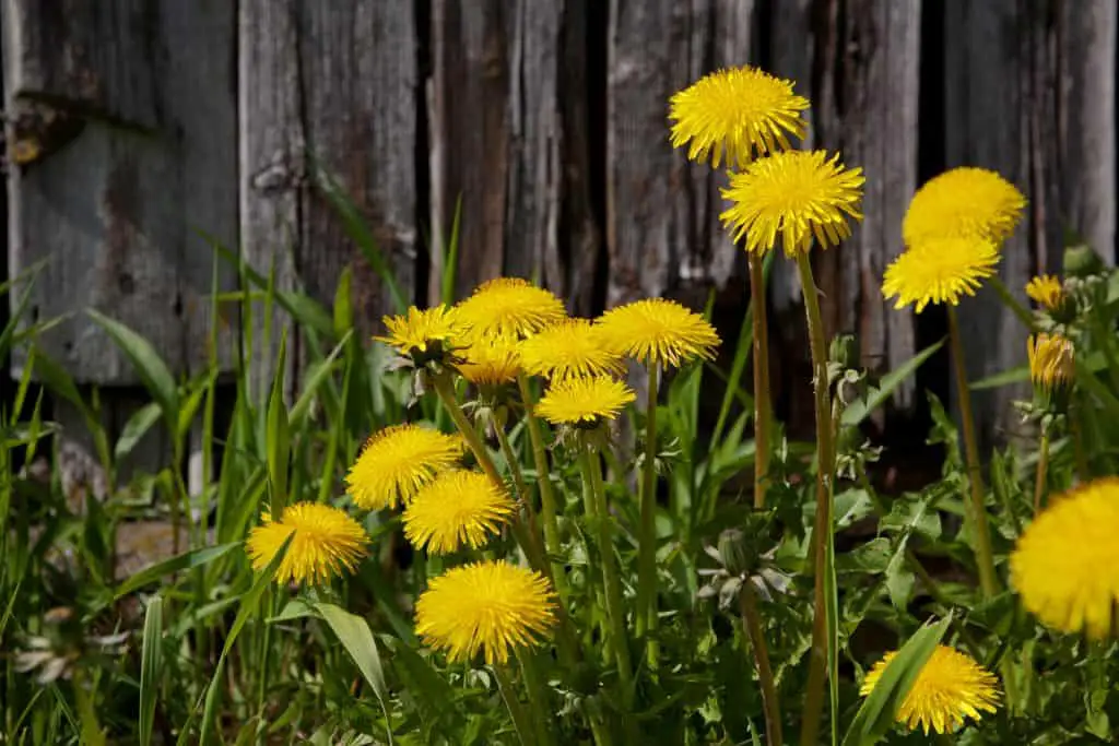 Dandelion - an ultimate in-depth guide to this weed