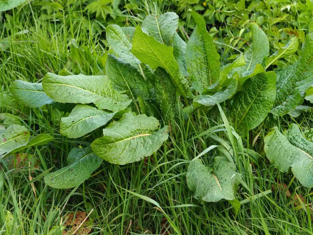 Dock plant Rumex obtusifolius in a grassy field
