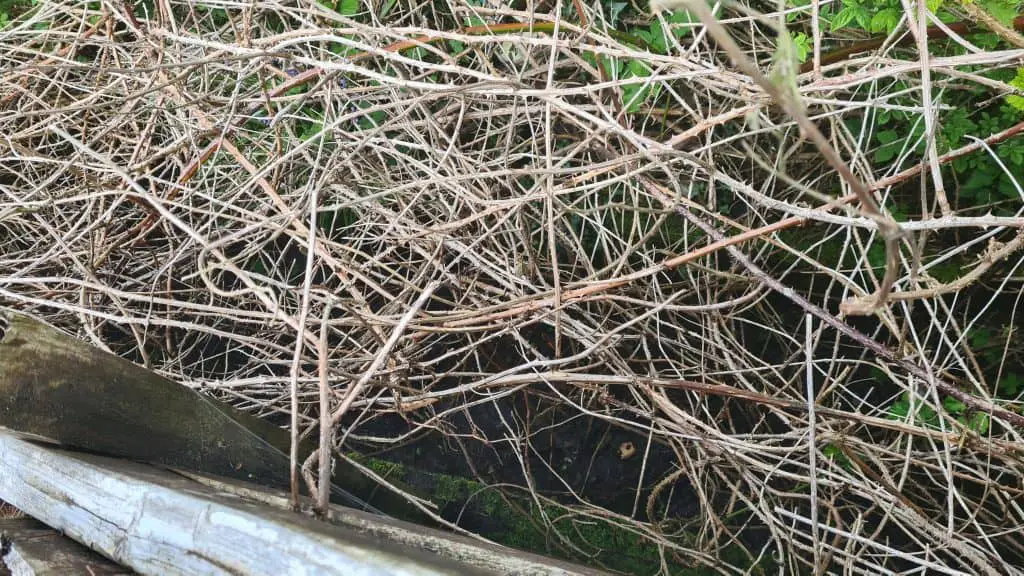 Even when it has died the bramble stems remain and are just as sharp