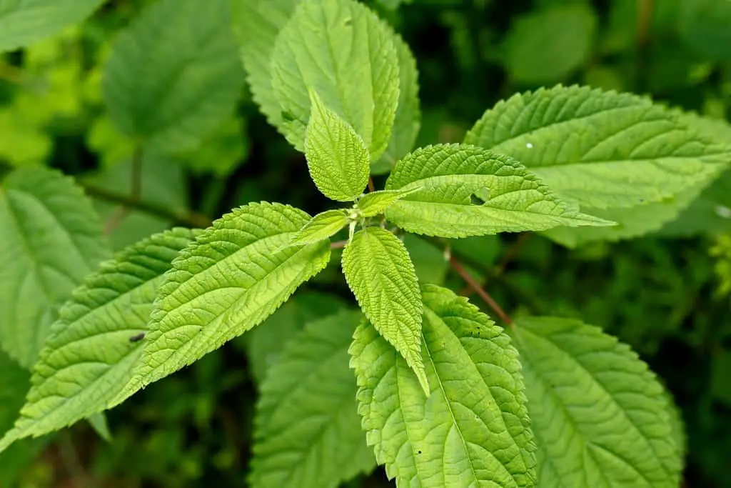 False Nettle (Boehmeria cylindrica) is a species similar to the common nettle