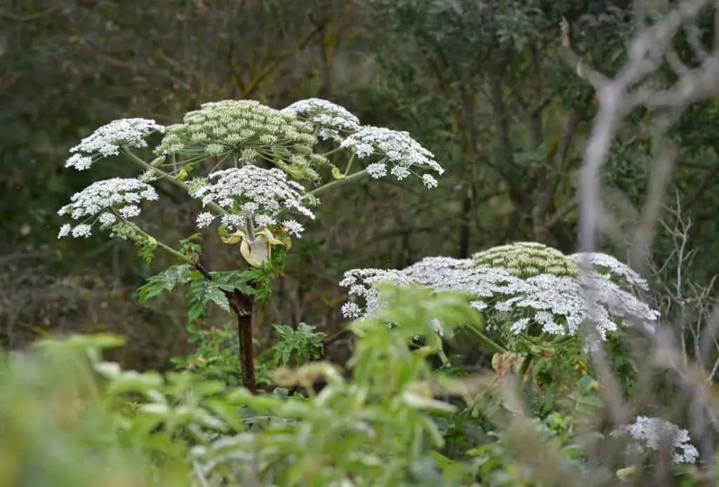 Hogweed - an ultimate in-depth guide to this weed