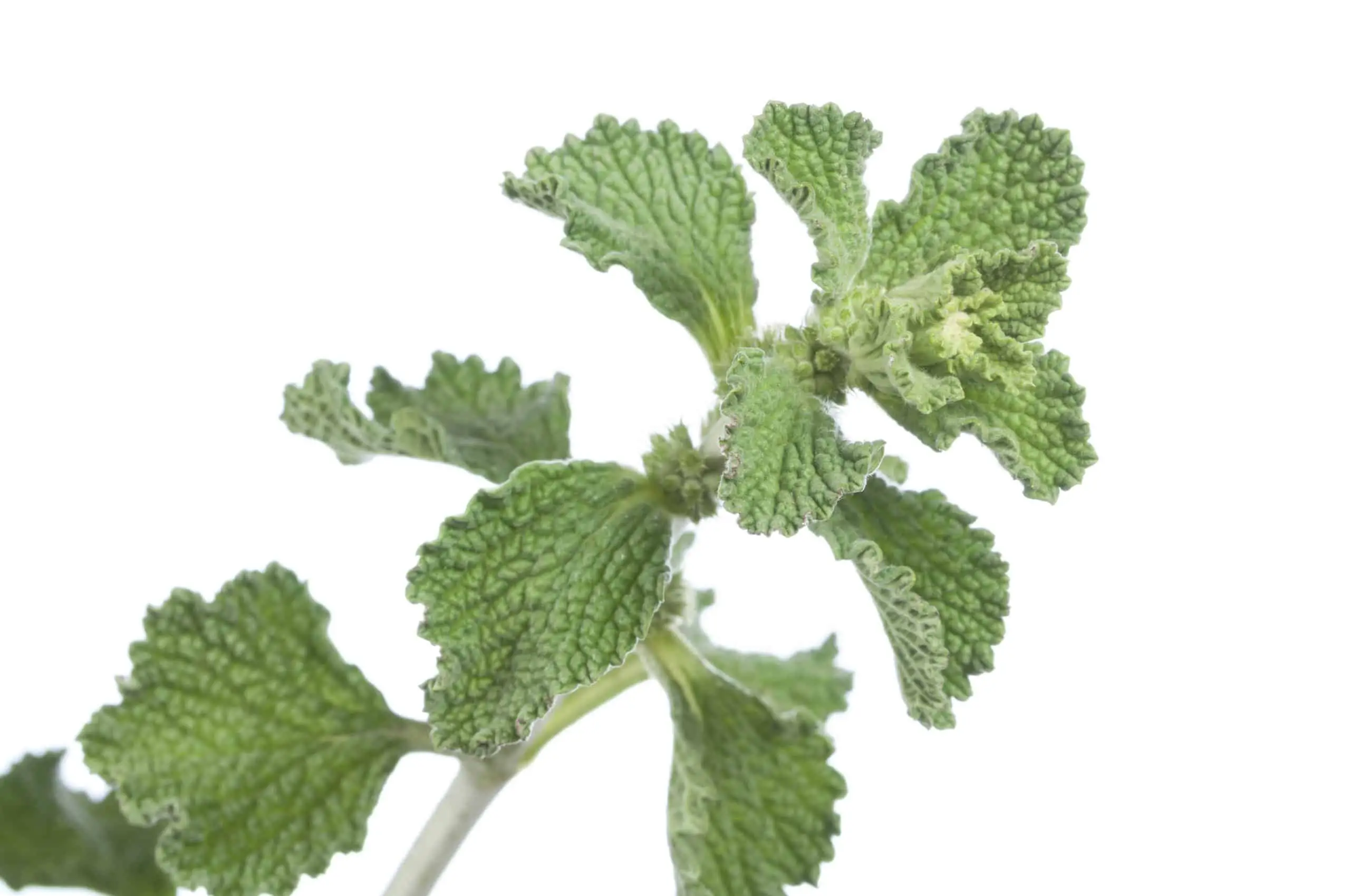 Horehound (Marrubium vulgare) is a species similar to the common nettle
