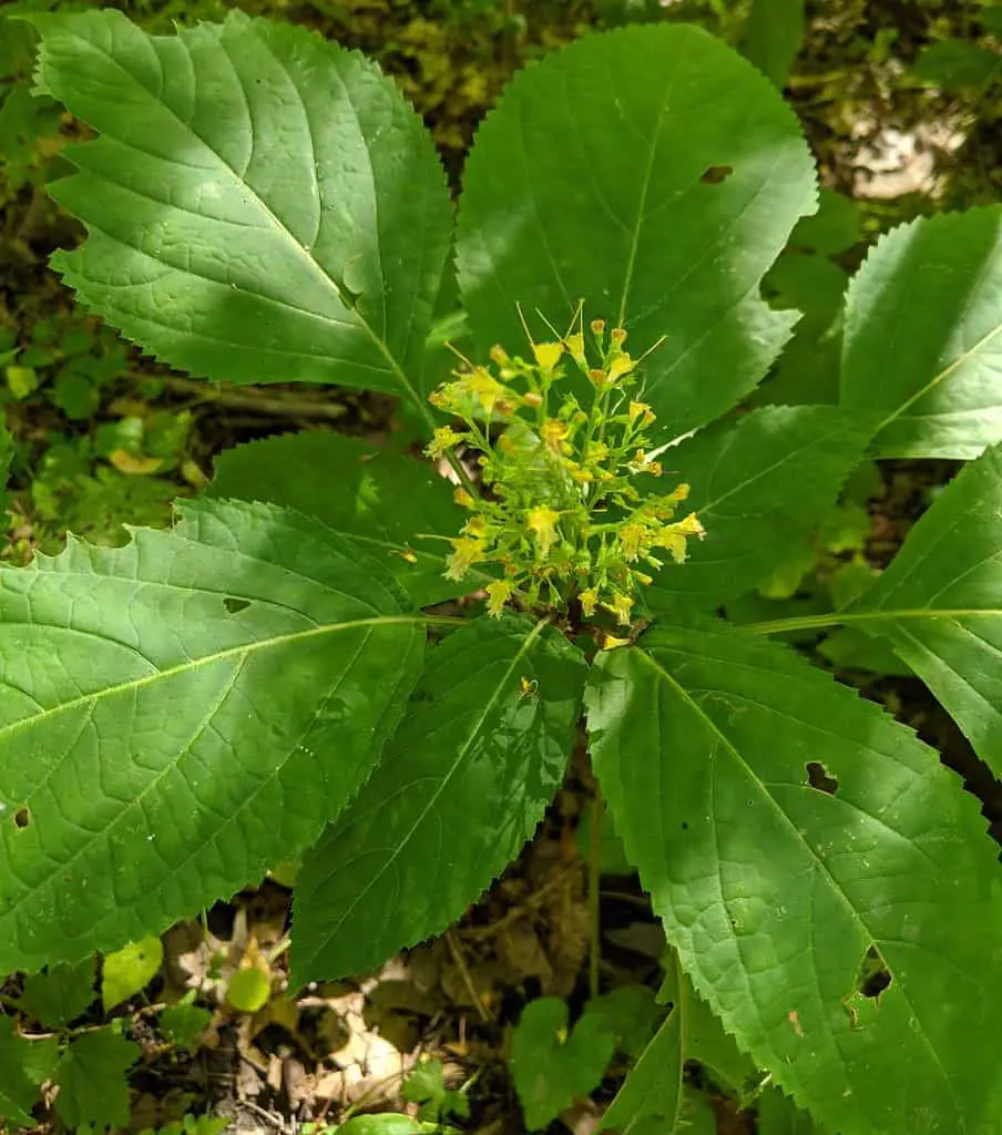 Horse balm (Collinsonia canadensis) is a species similar to the common nettle (2)